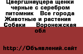 Цвергшнауцера щенки черные с серебром питомник - Все города Животные и растения » Собаки   . Воронежская обл.